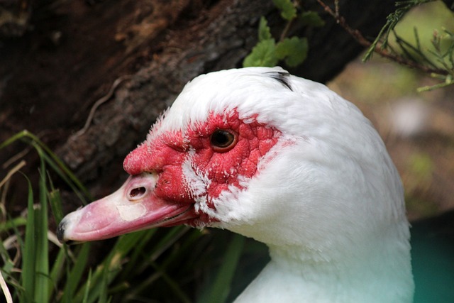 在现代乒乓 在现代乒乓